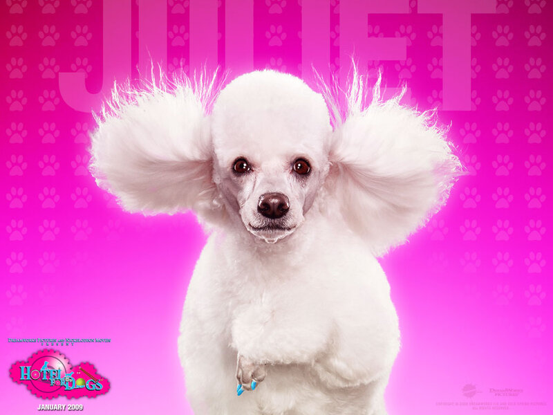 White Poodle Dog — Pink, Playful, Photograph