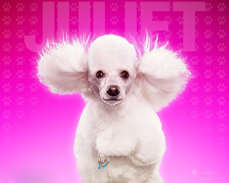 White Poodle Dog — Pink, Playful