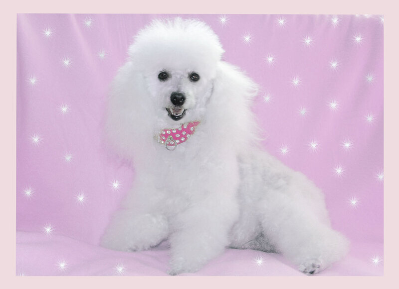White Poodle Dog — Pink