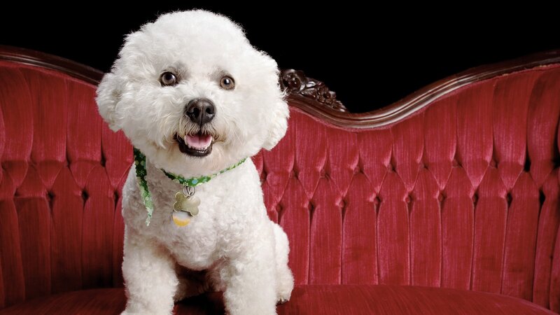 White Poodle Dog — Red, Calm