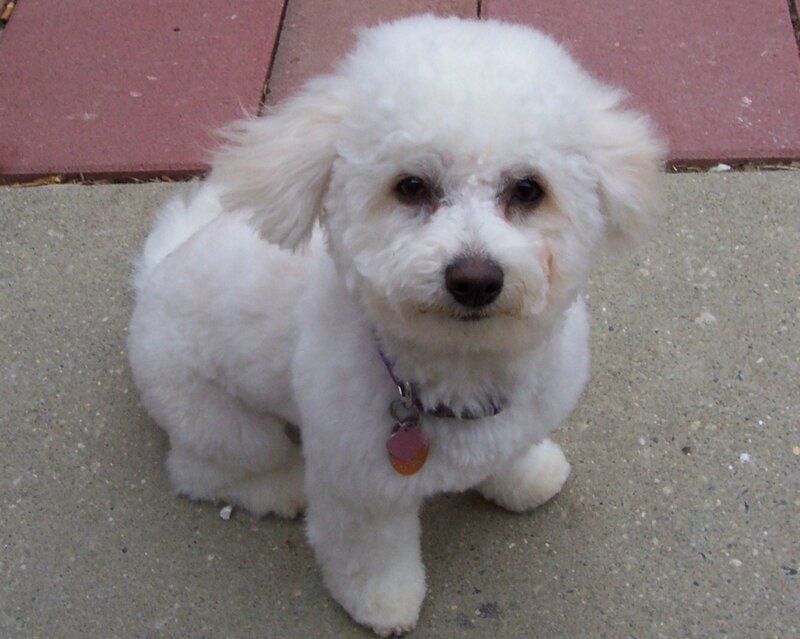 white poodle dog sitting