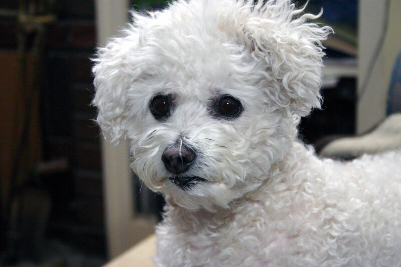 white poodle dog