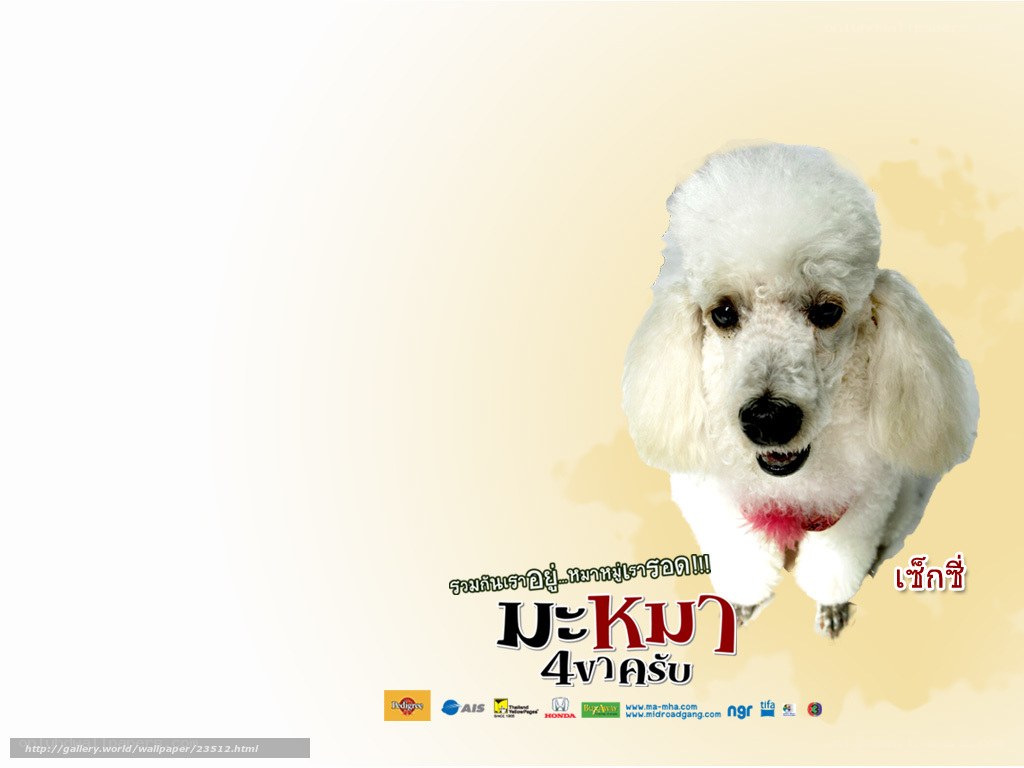 white poodle dog wallpaper