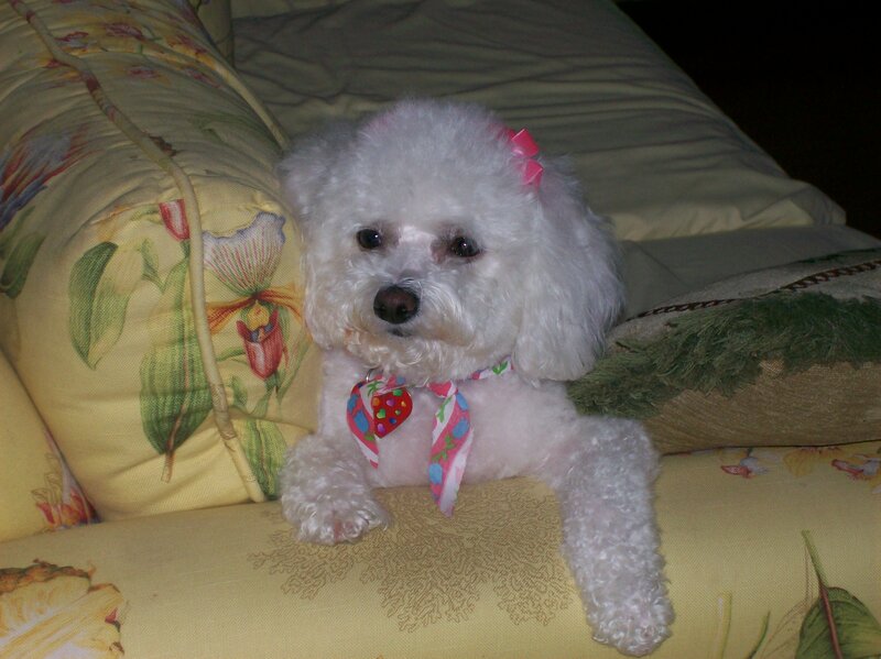 White Poodle Dog — Yellow