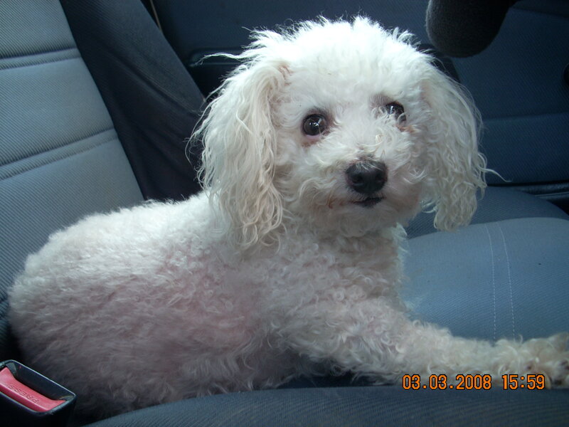 white poodle in car seat
