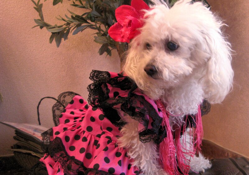 White Poodle in Dress — Pink