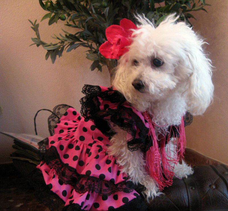White Poodle in Dress