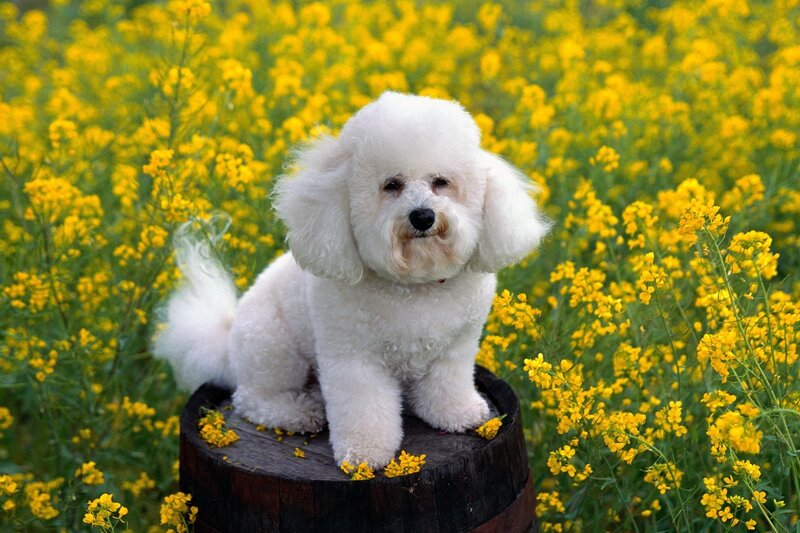 White Poodle in Flowers — Yellow, Serene, Spring