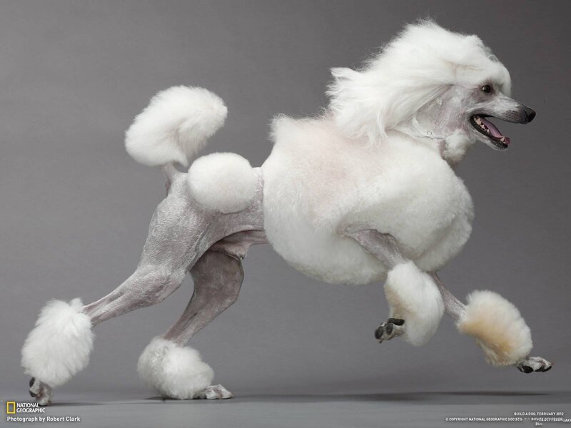 White poodle in motion