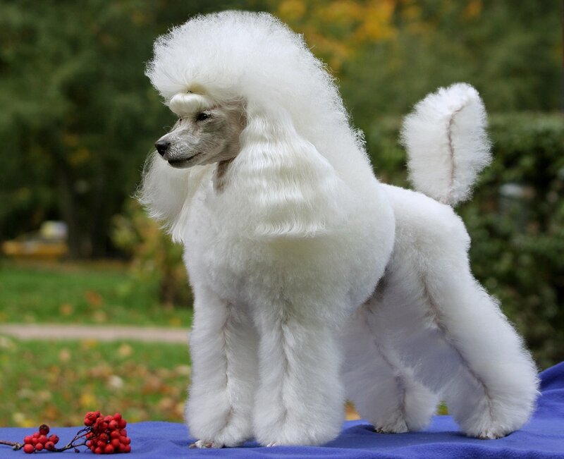 White Poodle in Show Cut