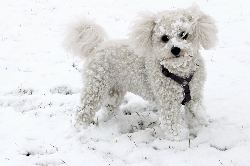 White Poodle in Snow — Cold