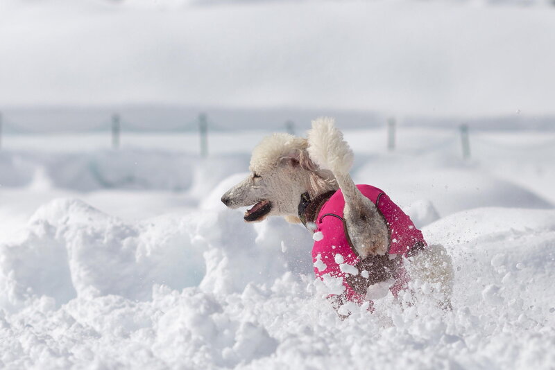 White Poodle in Snow
