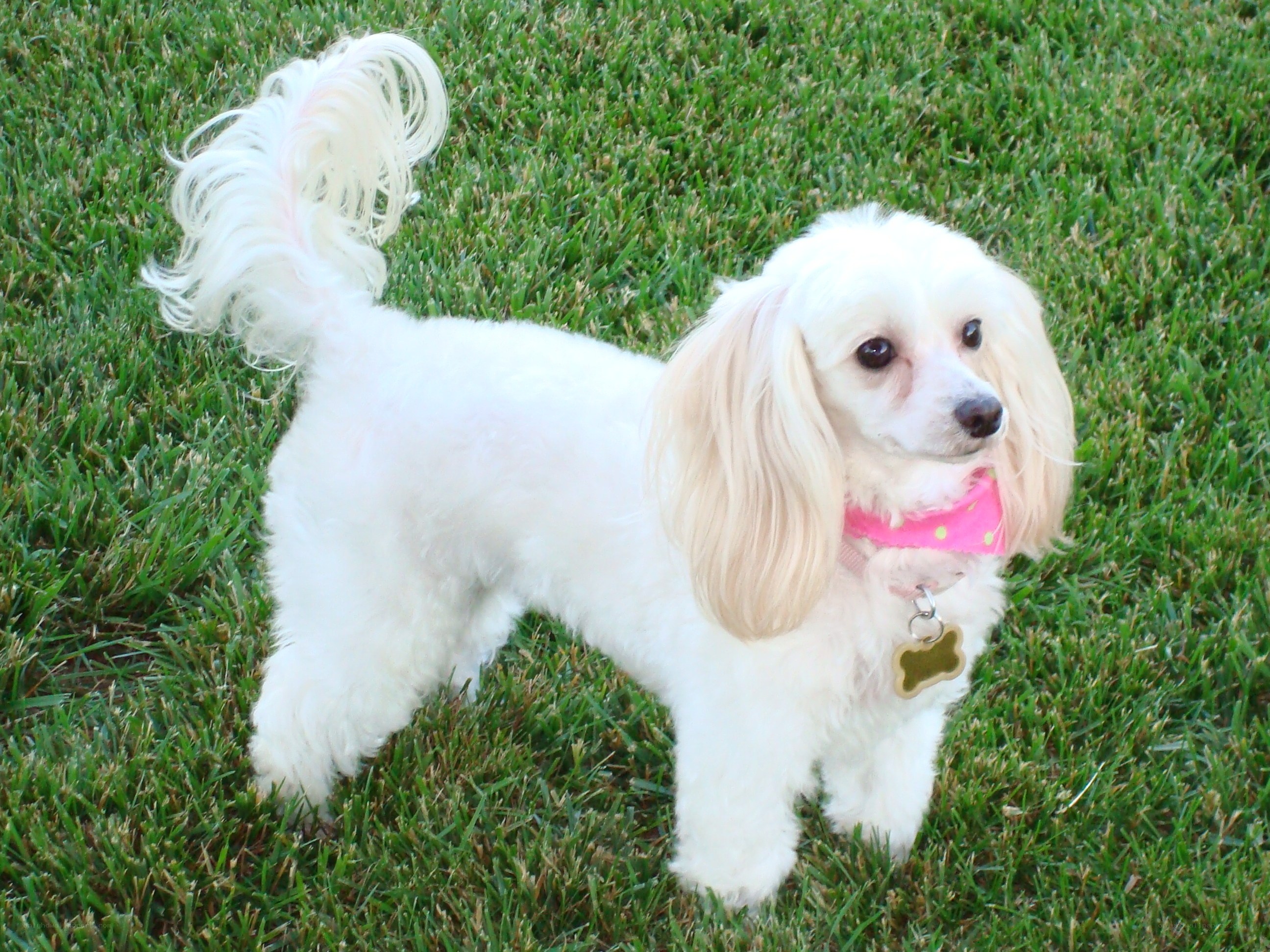 white poodle on grass