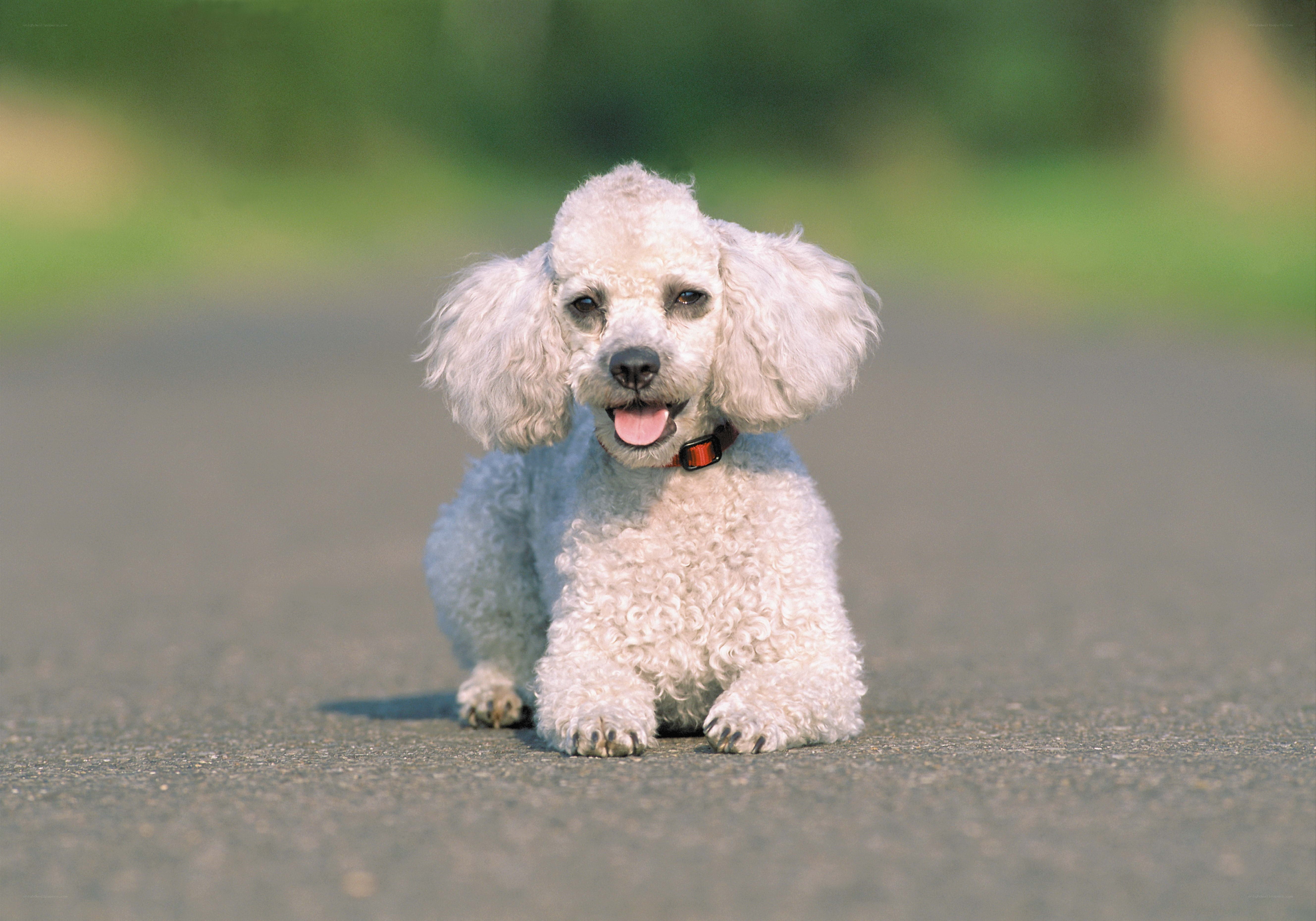 white poodle on pavement