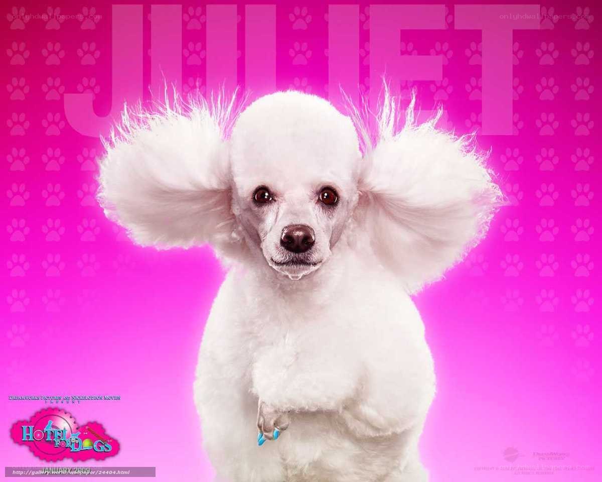 White poodle on pink background