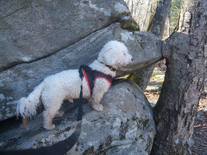 White Poodle on Rocks