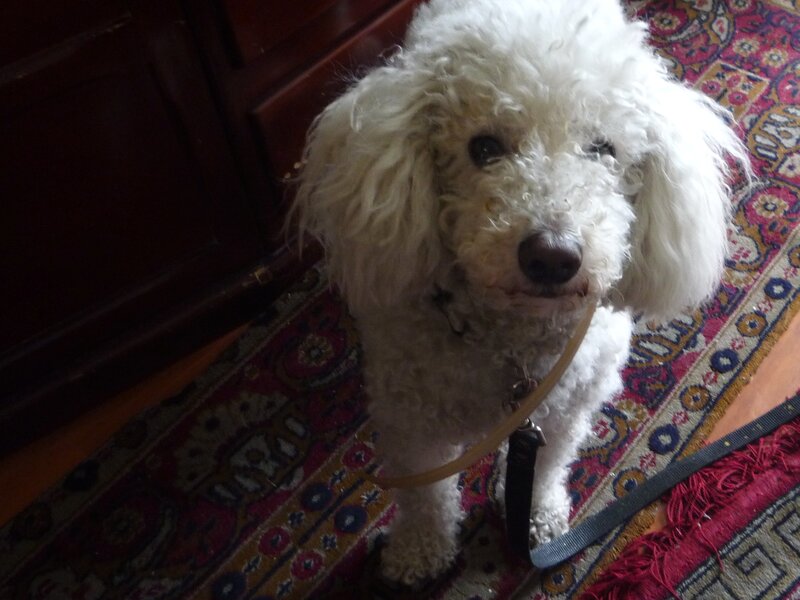 white poodle on rug