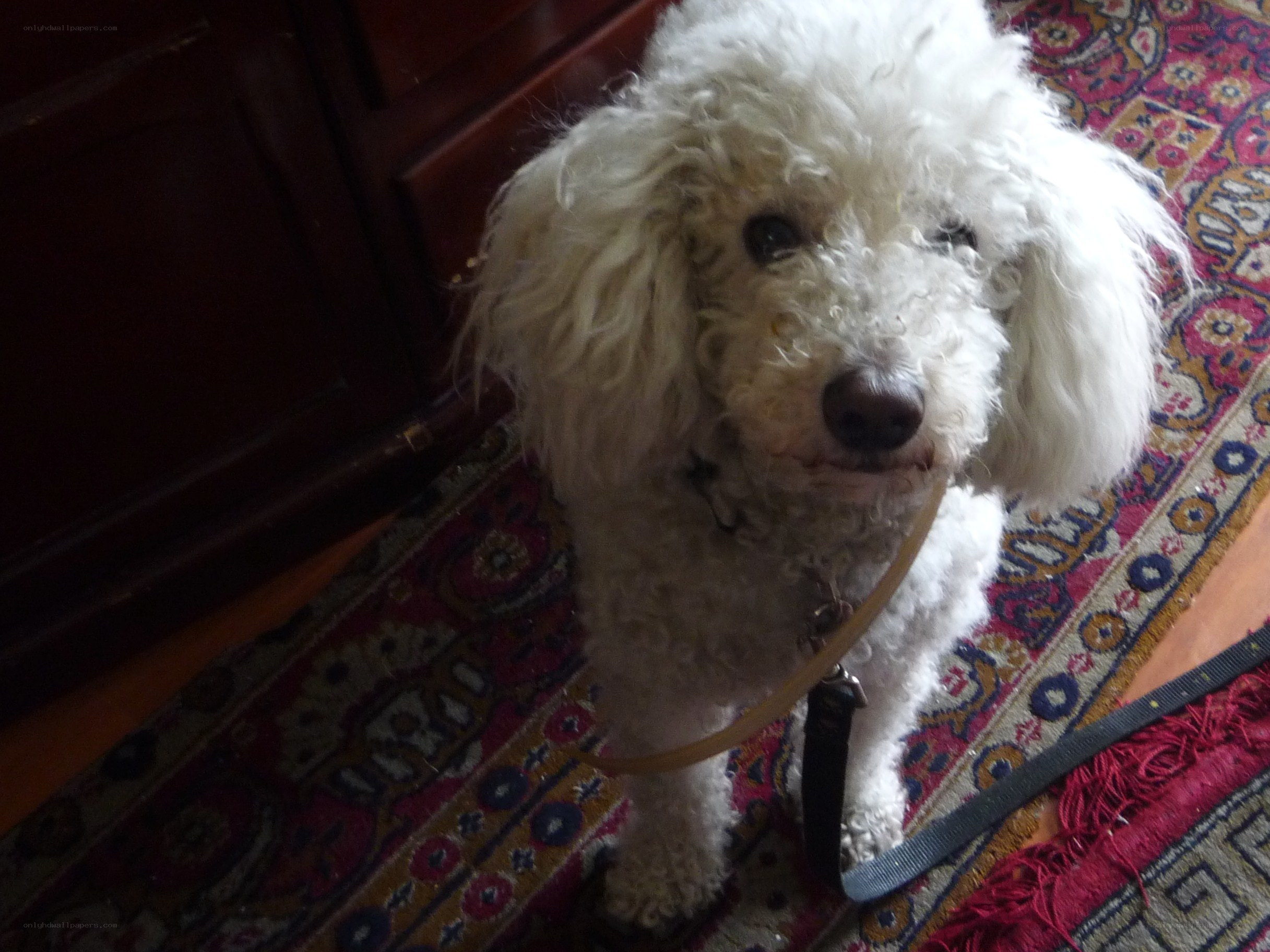 white poodle on rug