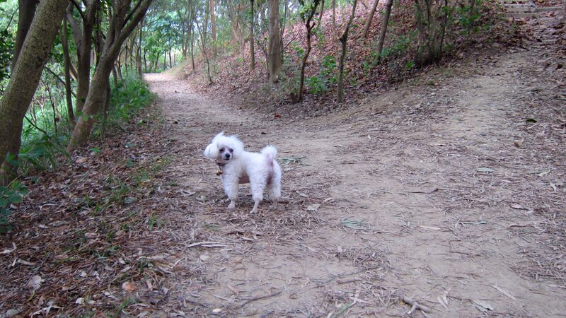 White Poodle on Trail