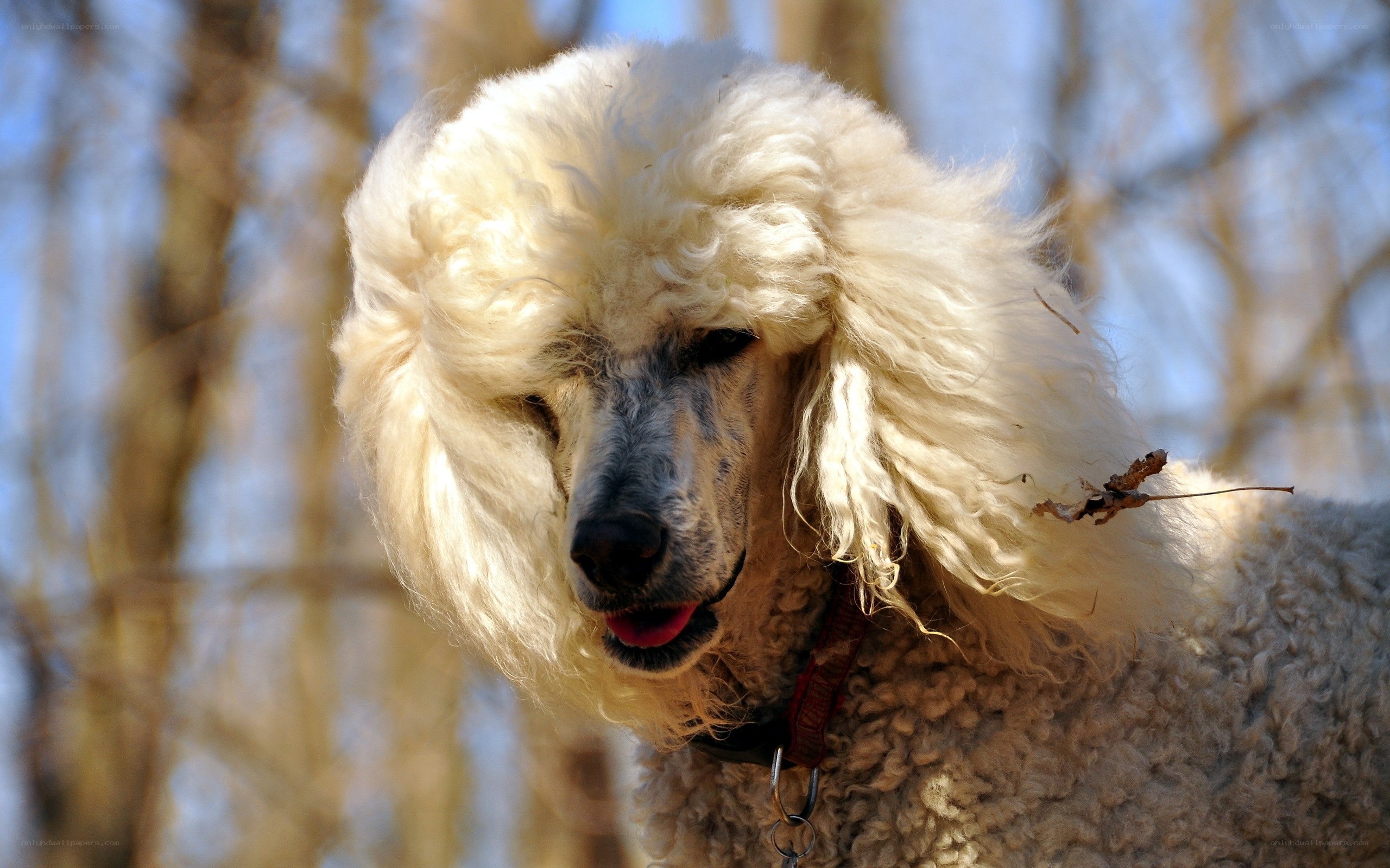 white poodle outdoors