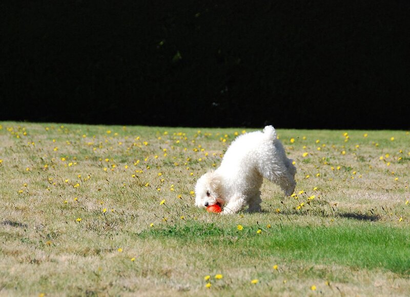 White Poodle Playing
