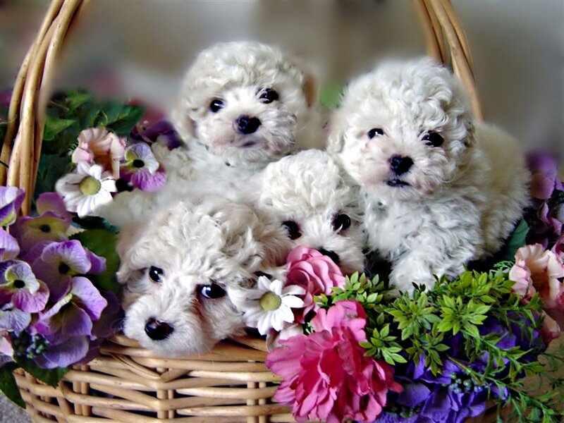 White Poodle Puppies