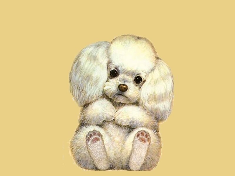 White Poodle Puppy — Beige