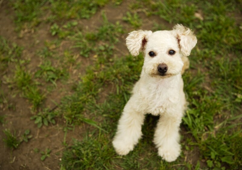 White Poodle Puppy — Calm, Afternoon