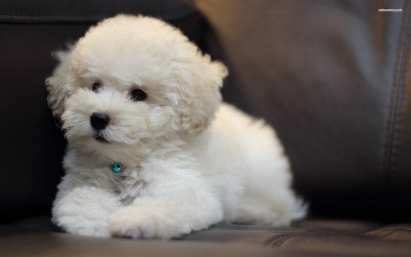 White Poodle Puppy — Calm