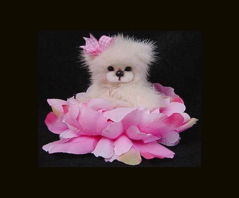 White Poodle Puppy — Cute