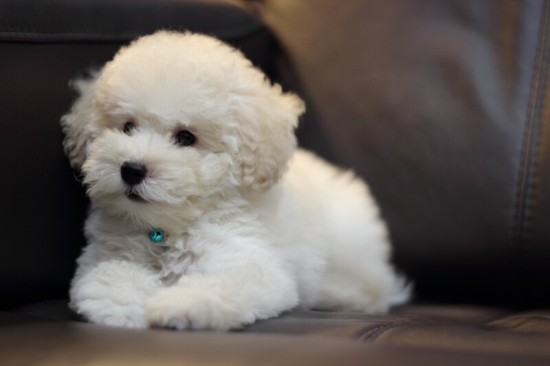 white poodle puppy on couch