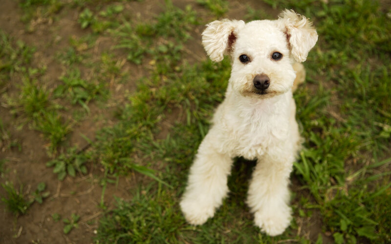 white poodle puppy on grass