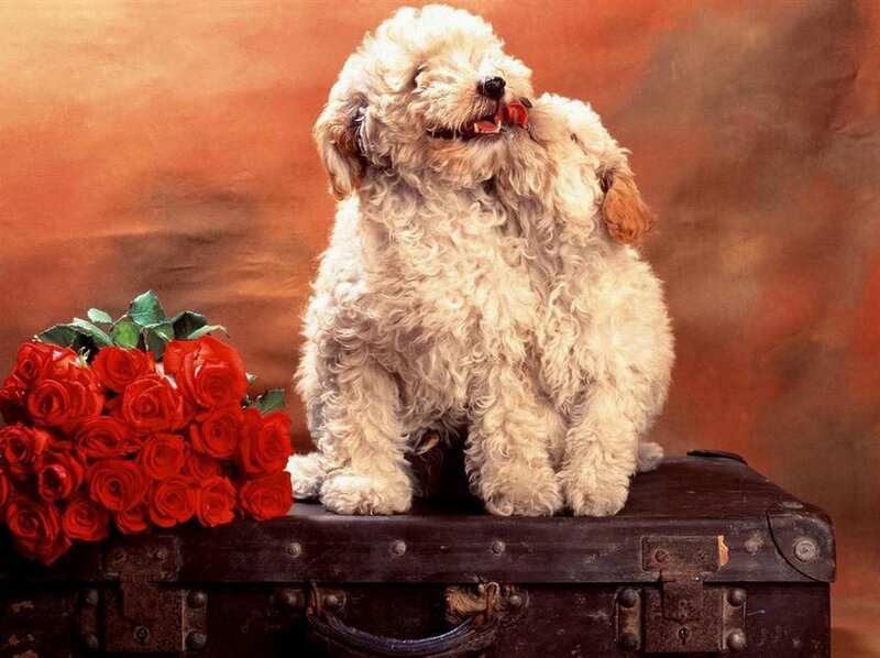 White Poodle Puppy