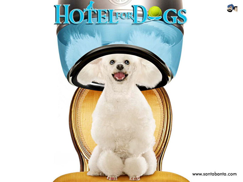 White Poodle under Dryer