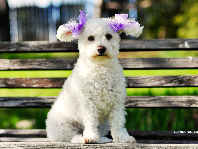 White Poodle with Bows — Calm
