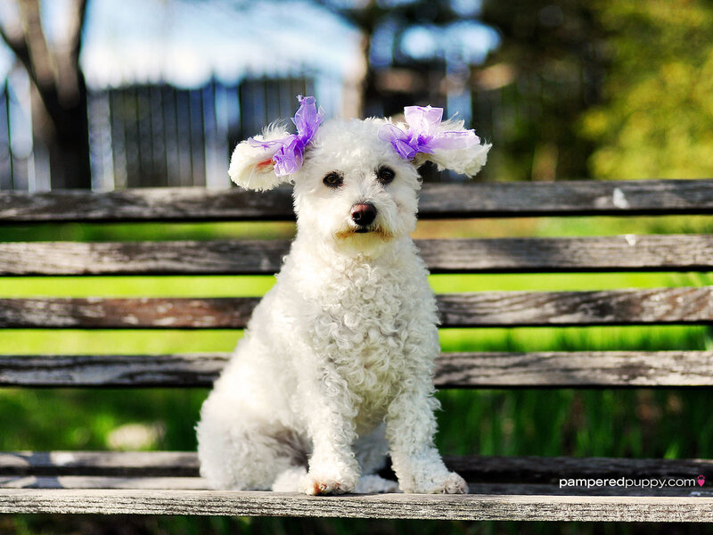 White Poodle with Bows