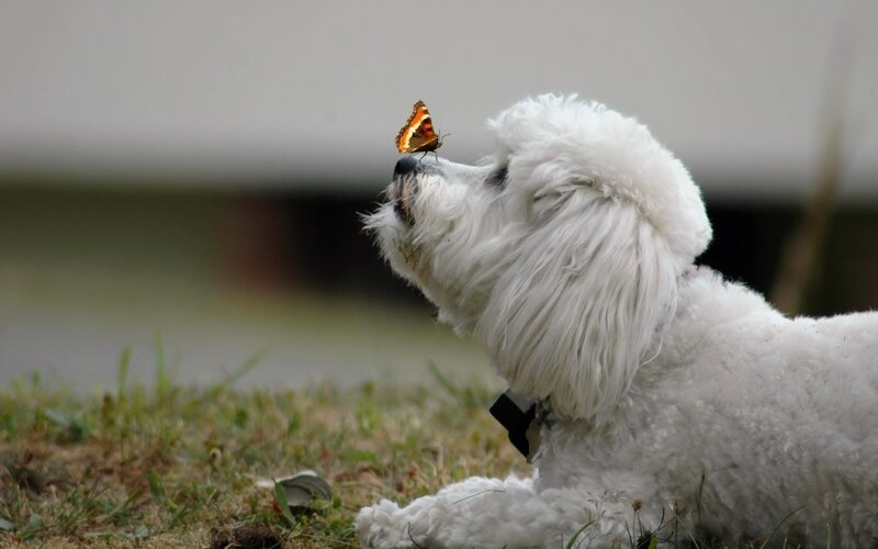 White Poodle with Butterfly