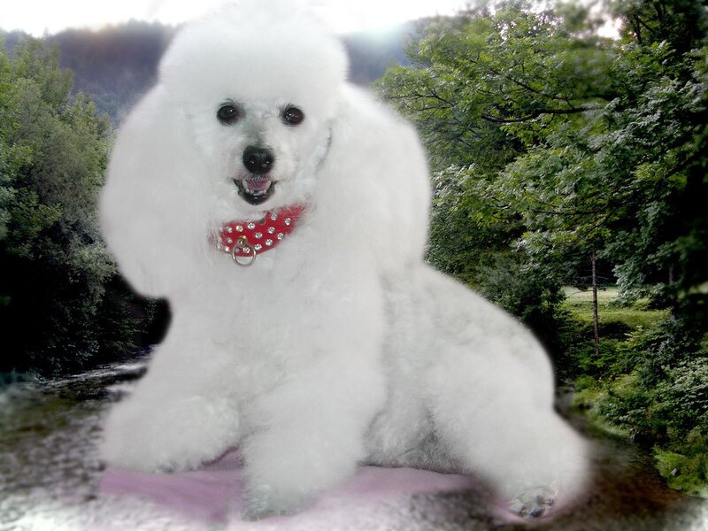 White poodle with red collar