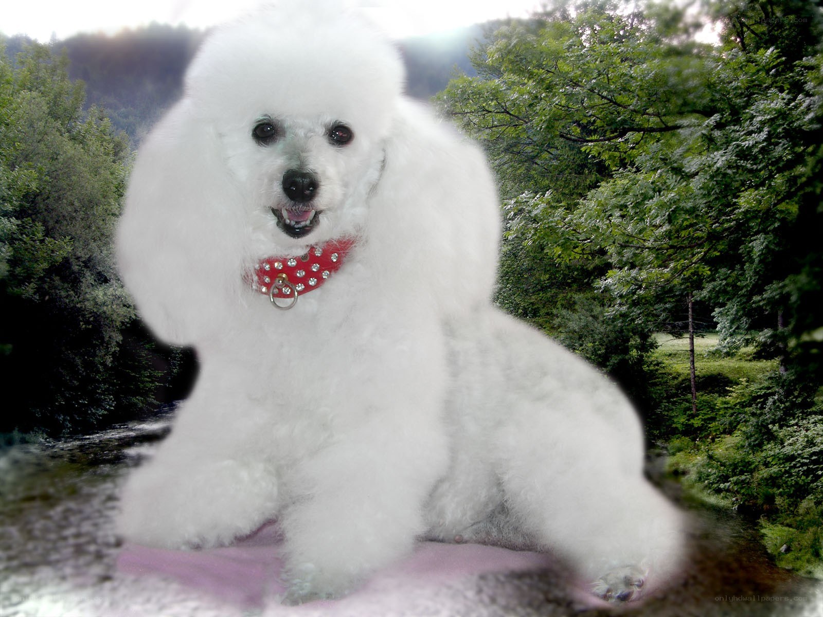White poodle with red collar