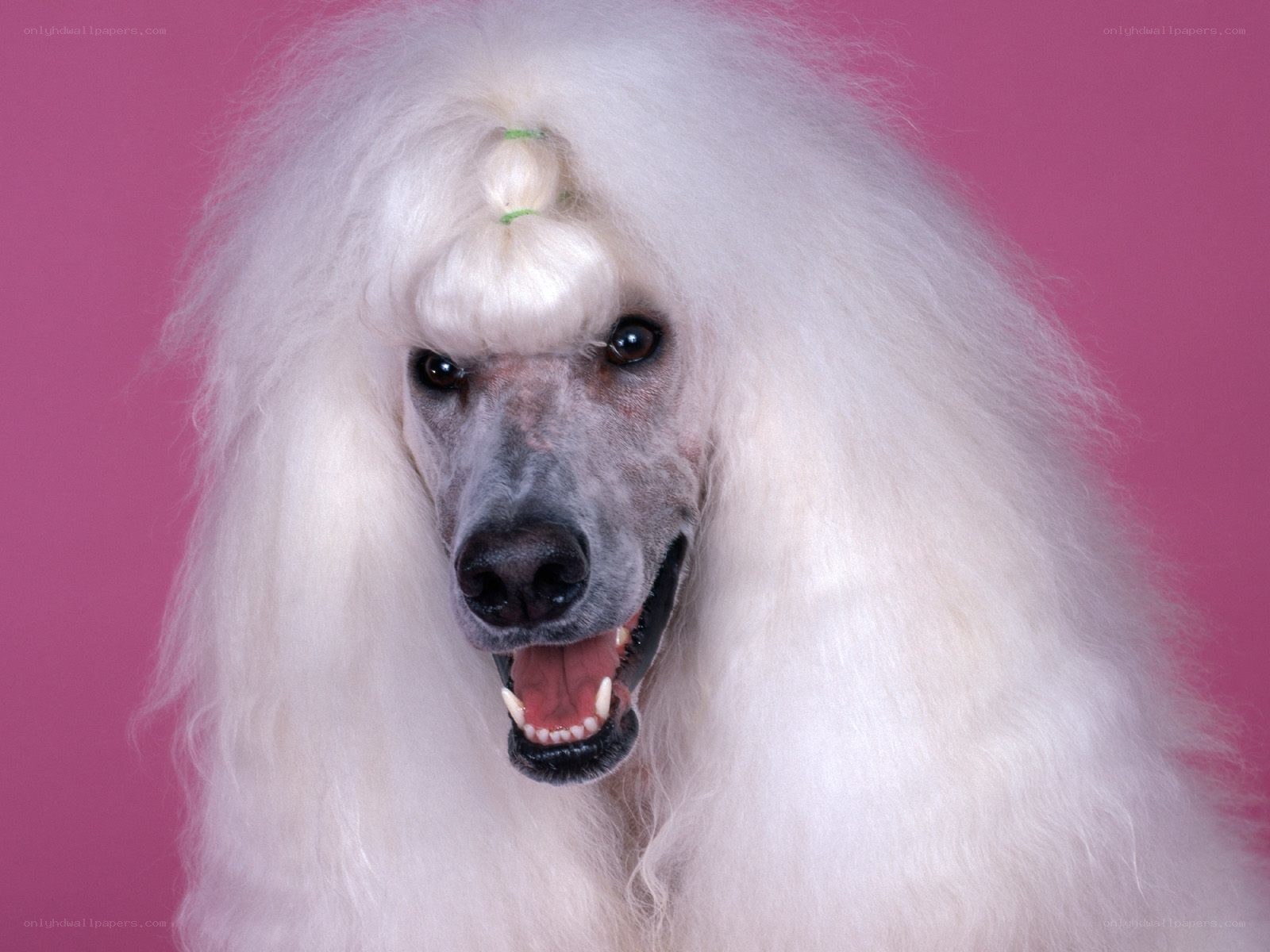 white poodle with styled fur