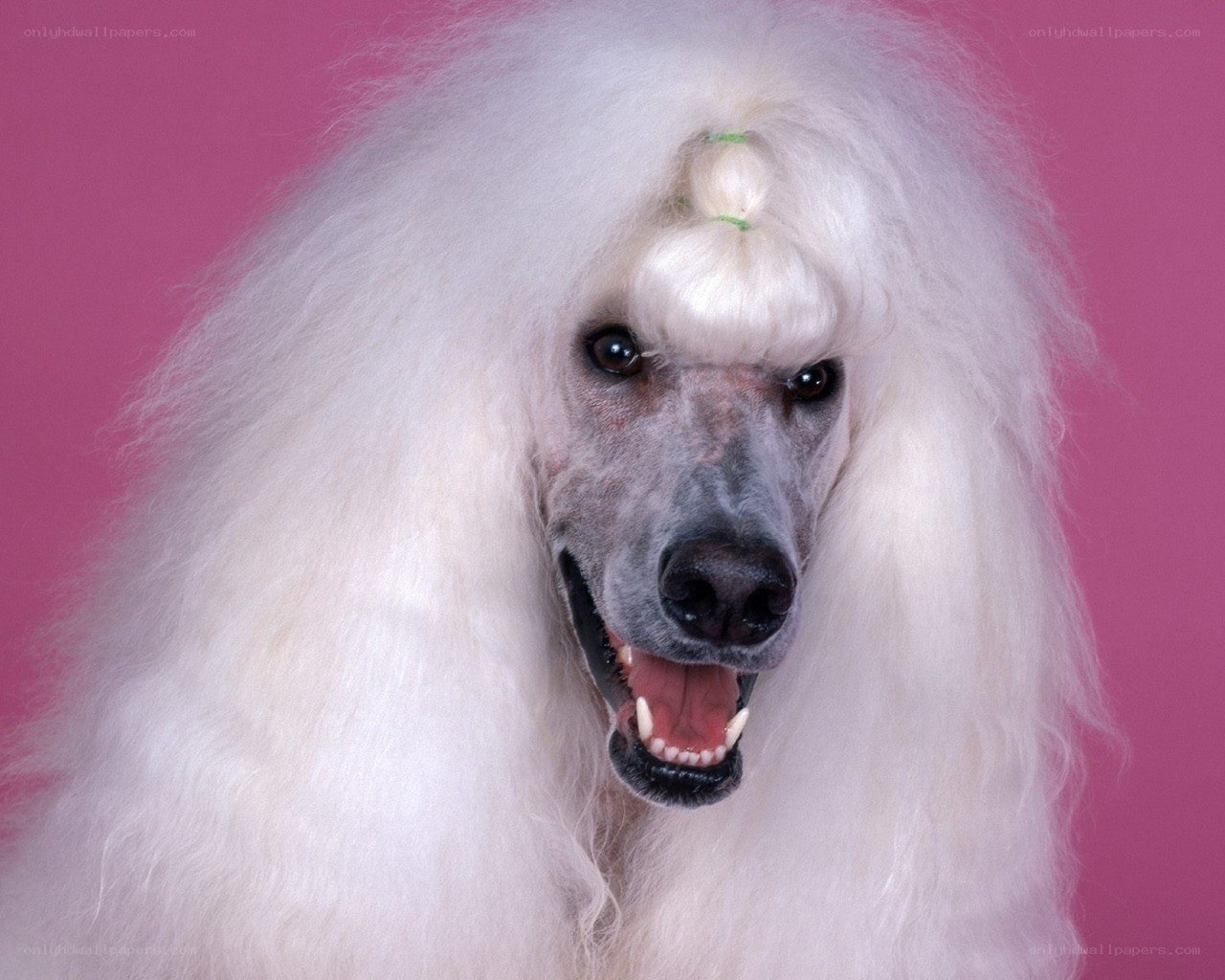 white poodle with styled hair