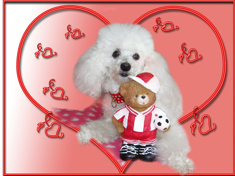 White Poodle with Teddy Bear