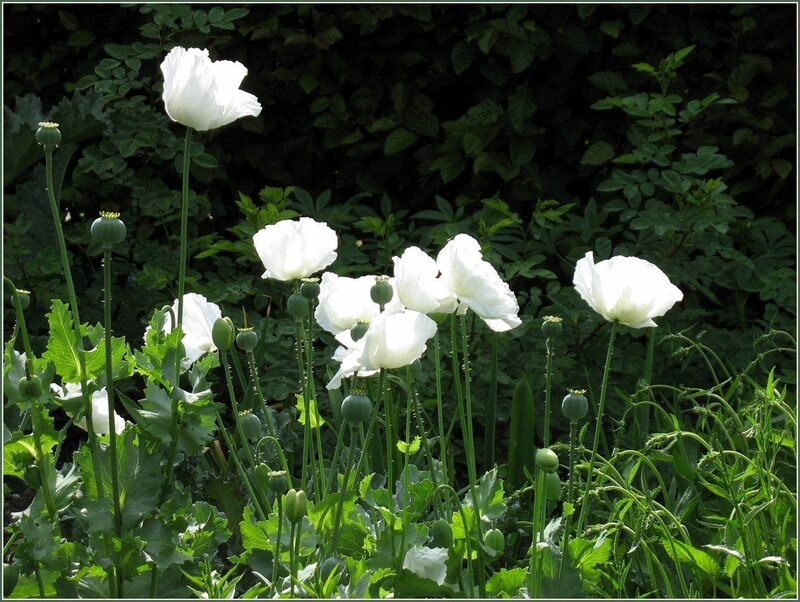 White poppies in a garden