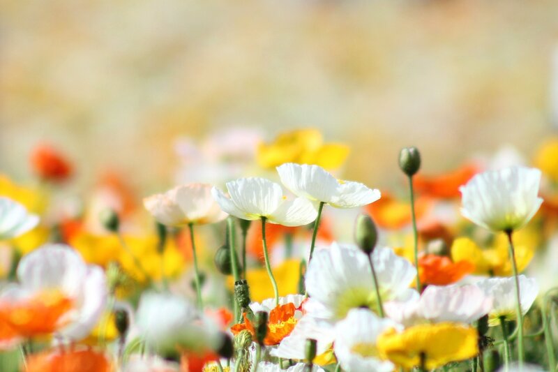 White Poppies in Field — Serene, Afternoon, Photograph