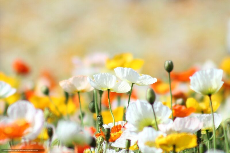 White Poppies in Field — Serene, Afternoon