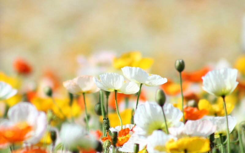 White Poppies in Field — Serene