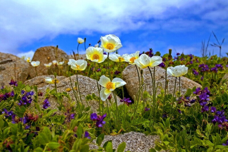 White Poppies in Field