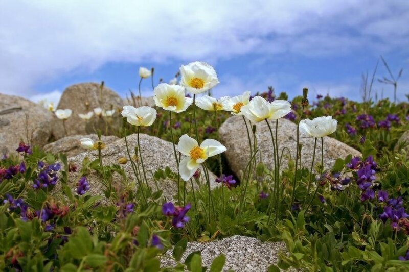 White Poppies in Rocks