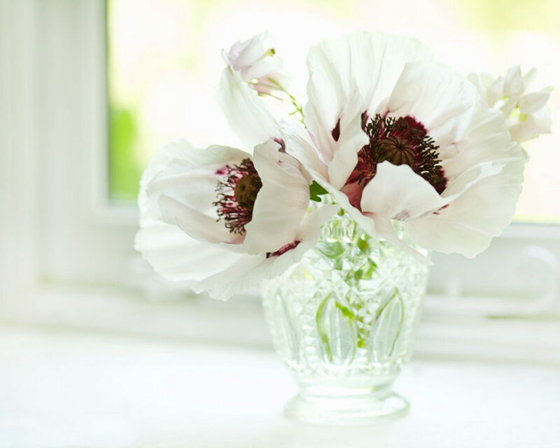 White Poppies in Vase