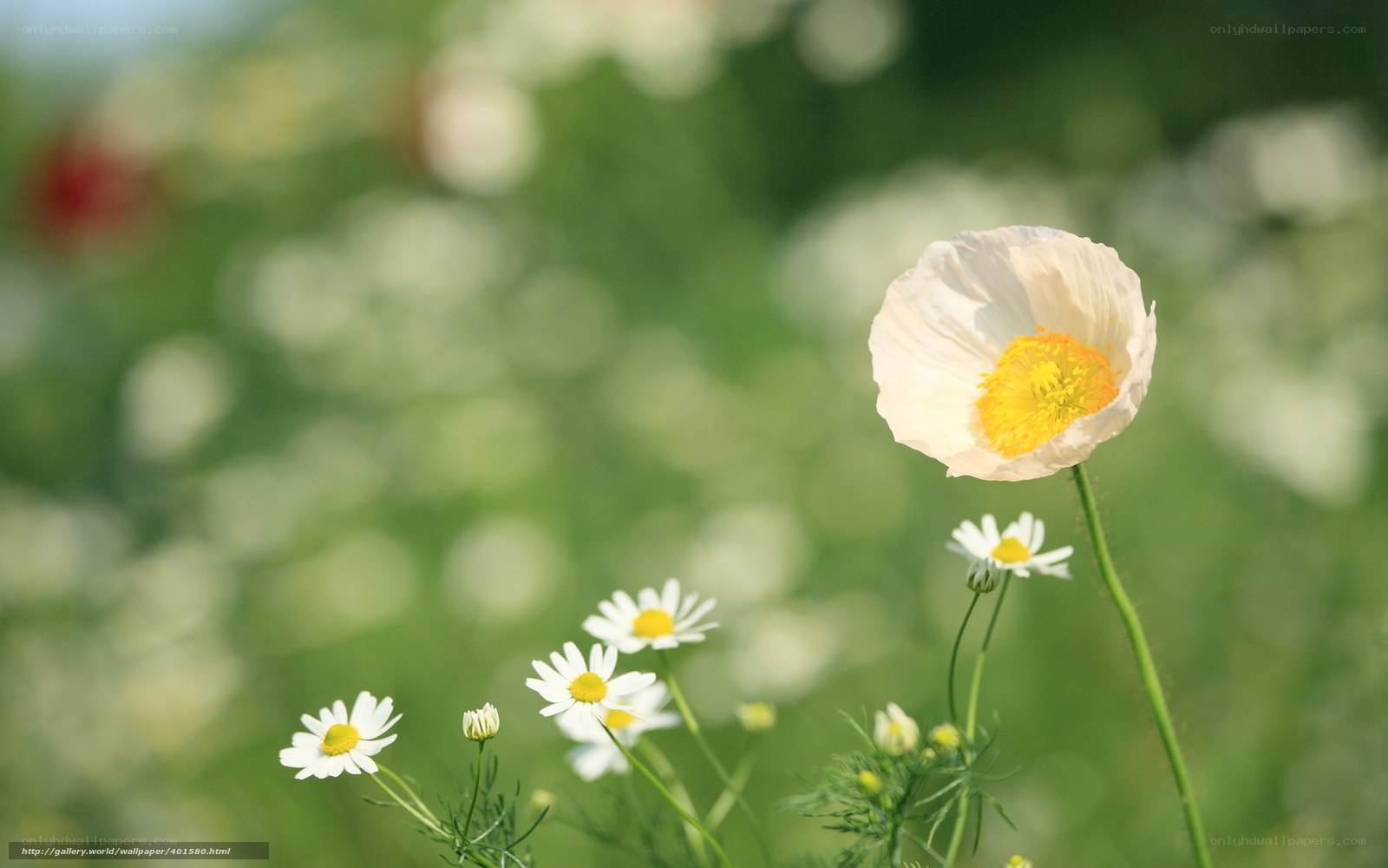 White poppy and daisies in field